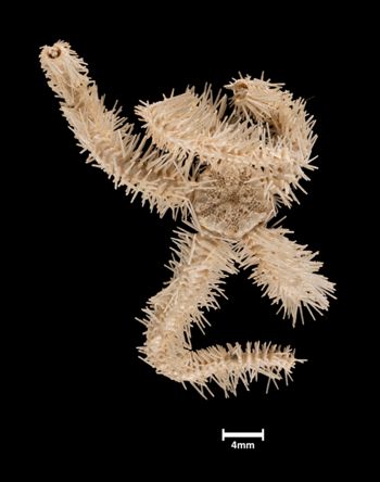 Media type: image;   Invertebrate Zoology OPH-1949 Aspect: dorsal